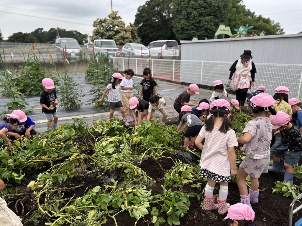 じゃがいも掘り🥔